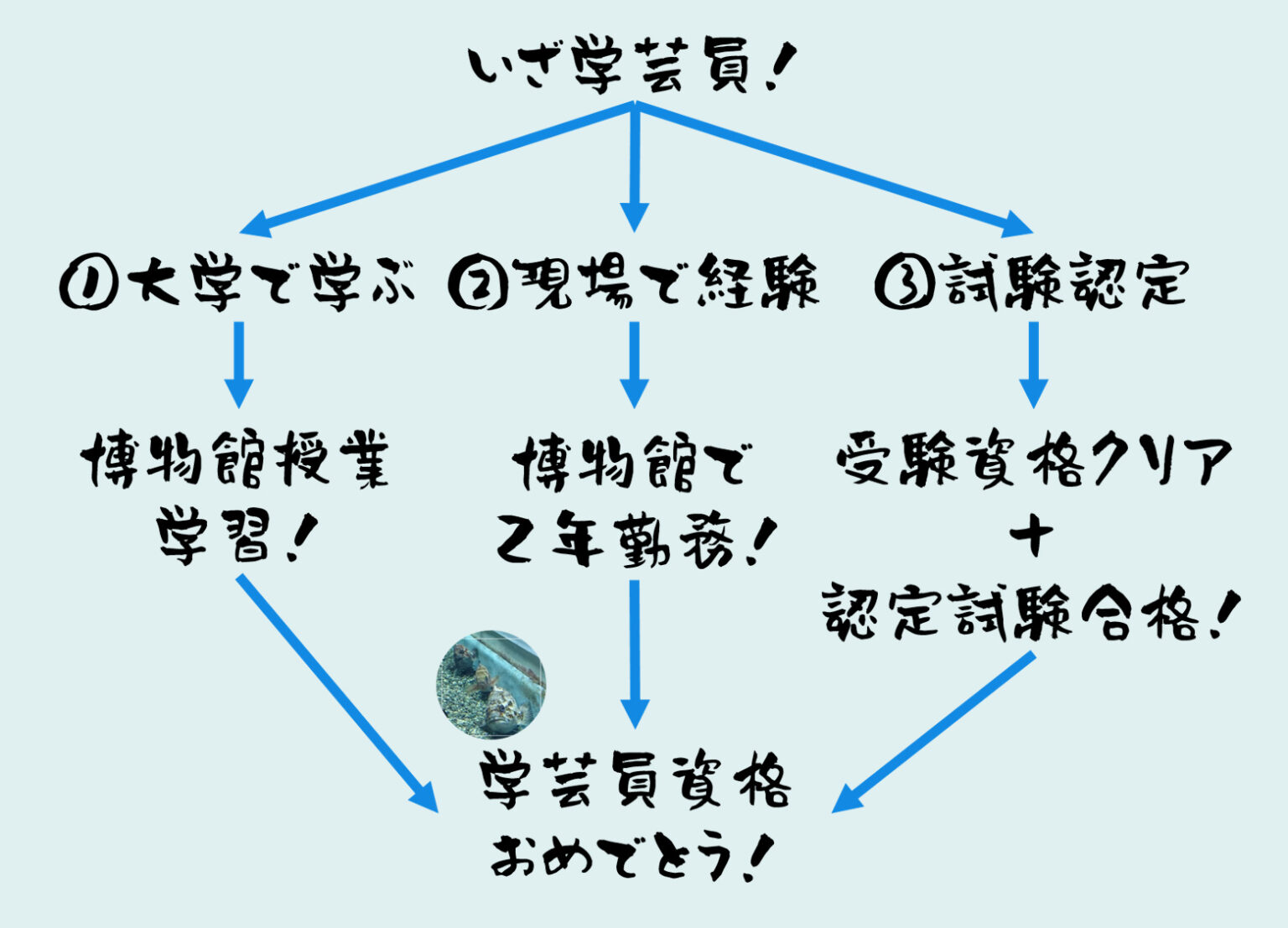 【10分で解説】学芸員になるにはどうすればいいの？｜めだかの水族館ブログ