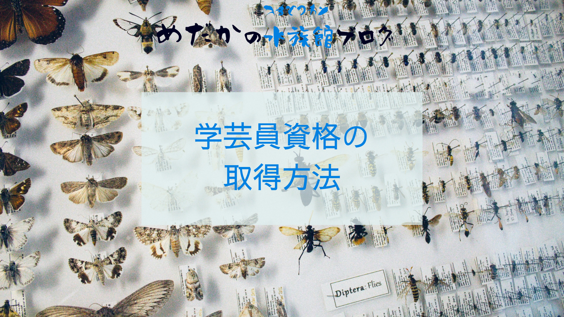 取り方を全網羅！】学芸員資格を取得するには？（その1）｜めだかの