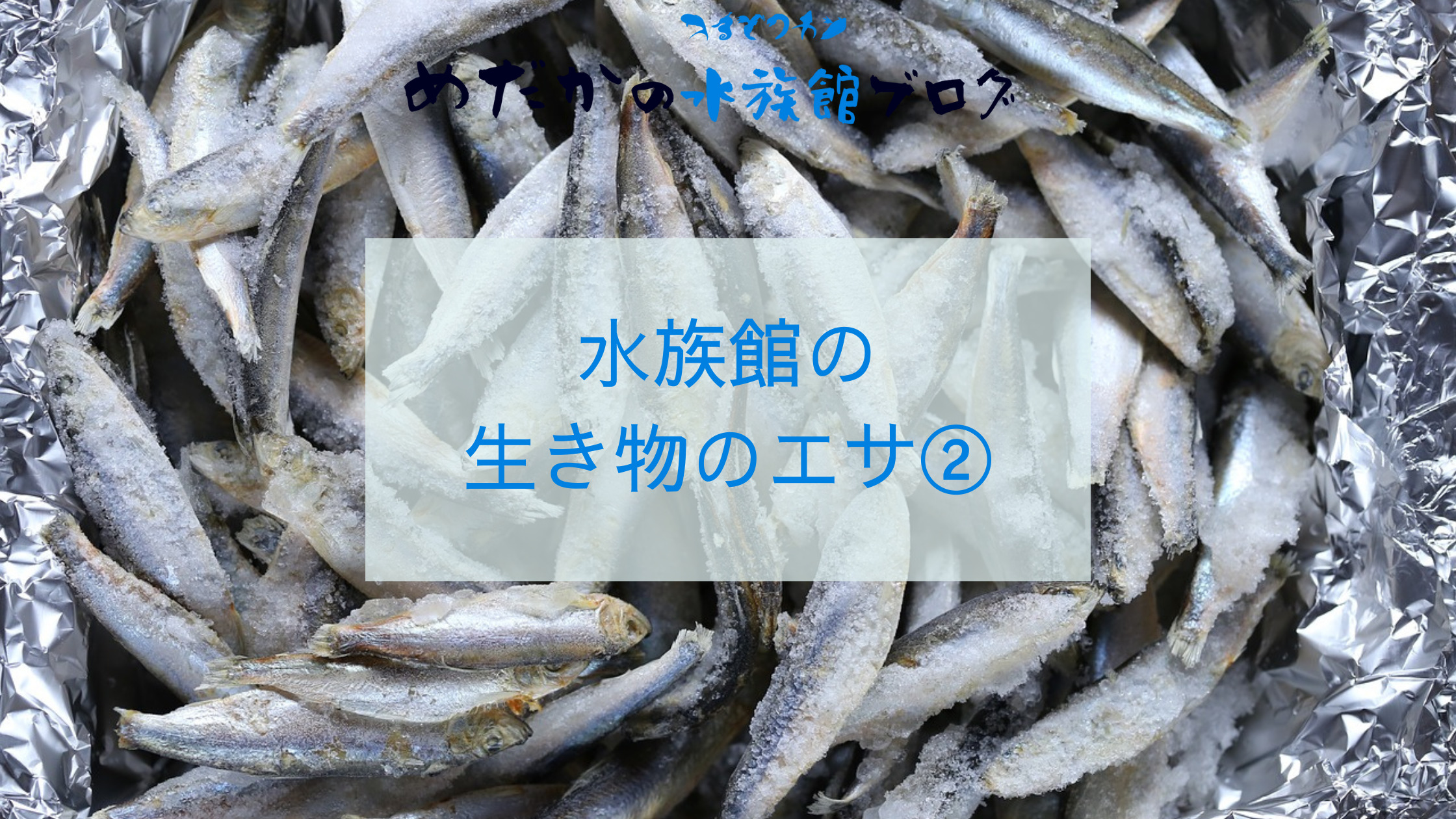 水族館の生き物に与えるエサについて②｜めだかの水族館ブログ
