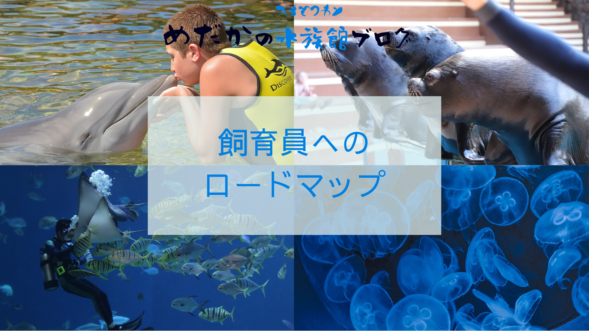 水族館飼育員へのロードマップ｜めだかの水族館ブログ