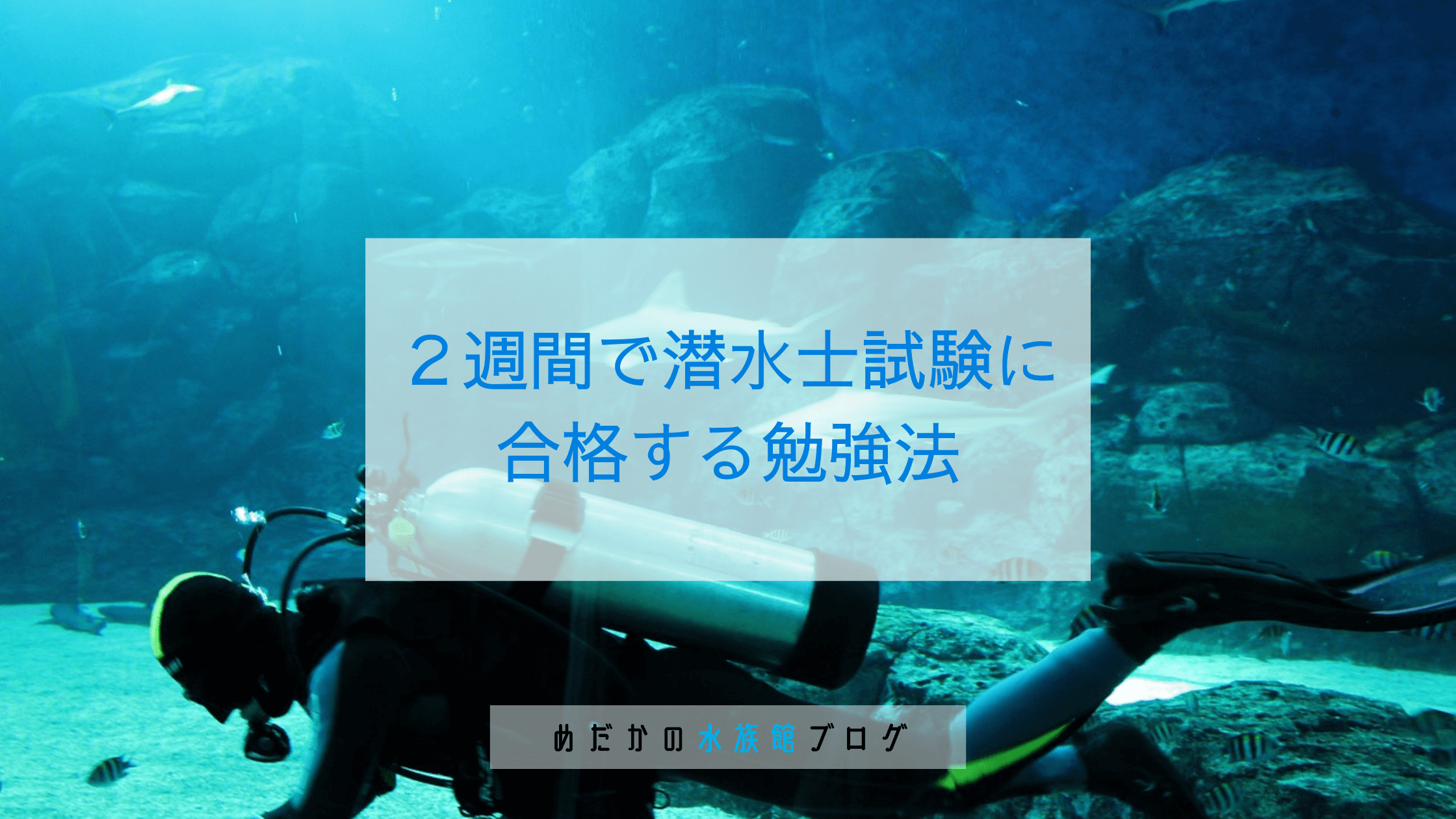 【最短７日】２週間で潜水士試験に合格する勉強法を水族館飼育員が解説！｜めだかの水族館ブログ