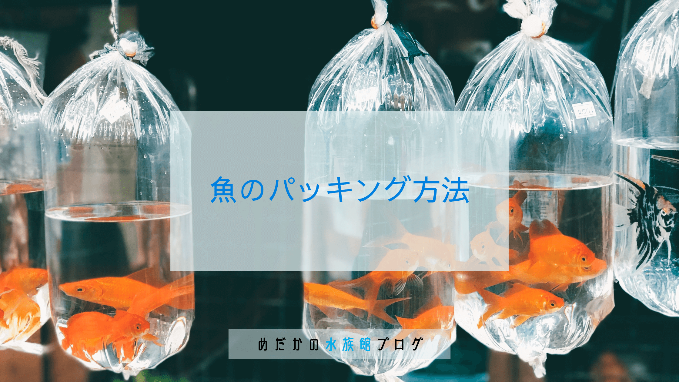 魚の搬出方法について｜めだかの水族館ブログ